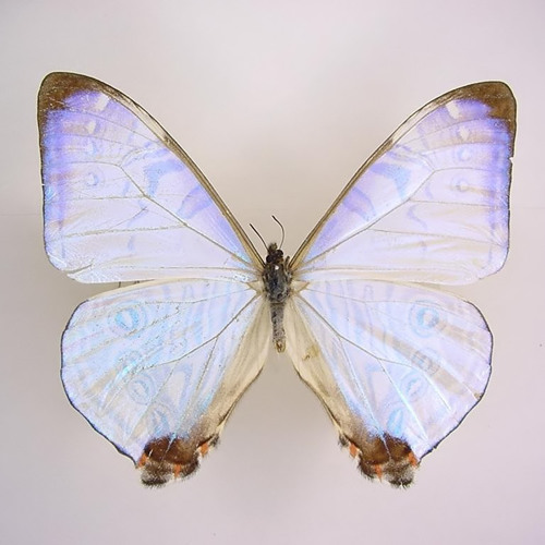 Paradise (Sade) LIVE