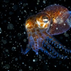 Lydia Angelica (aka Angelsquid/ Lyd the Squid)