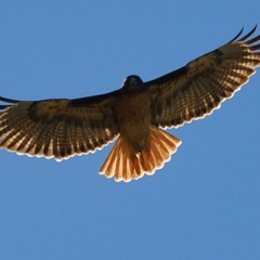 Redwing