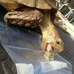 raging turtles