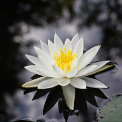 Mỹ Mỹ