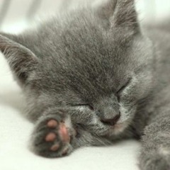 KittyFarcasm