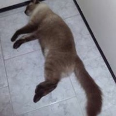 Iracema Moura Freitas