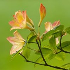 Harmony