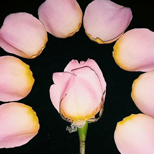 قمر بوبا - عمر الأمين