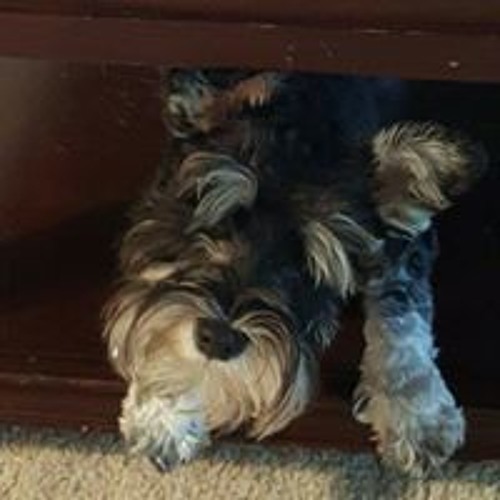 Stream Shannon Ray Banks music | Listen to songs, albums, playlists for