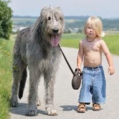 TheBigDogsMusicWorld