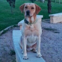 Francisco Javier Rodrigo