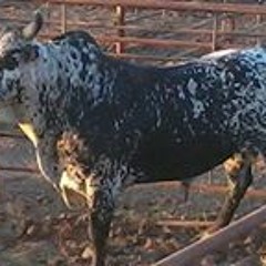 Rancho Las Maravillas