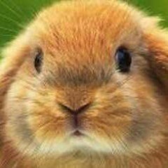 criselda shavon rowe