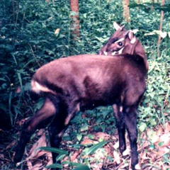 Uroboros the Autocannibal