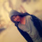 Haxo335