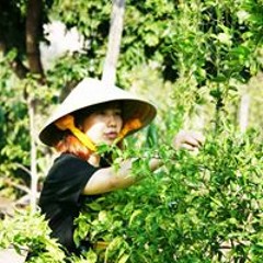 Ngan Tran Truc Le