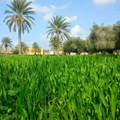 khaled melad (algaed)