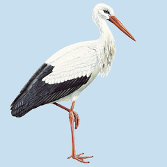 Opera learning tracks