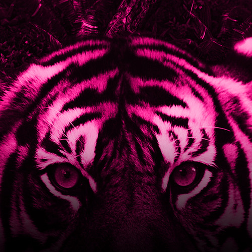 Jungle EDM’s avatar
