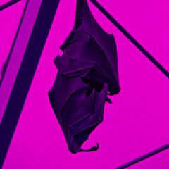 BAT CULTURE