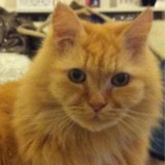Flame Fang Tibbs