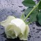 sabrina_elhusin