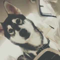 انا متيم_ محمد الشحي