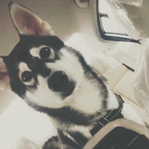 انا متيم_ محمد الشحي