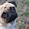 _PugNation_