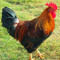 Young Cock