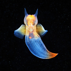 Pteropod
