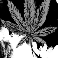 Cannamaniac