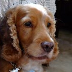 Otto Cocker Guimalão