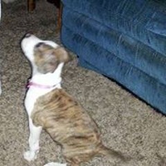 Joseph Wesley Bramlett