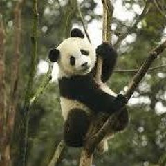 Pedro Henrique Saravalli