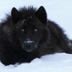 blackshewolf