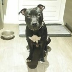 Randy Het Rendiertje