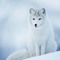 Snow Fox