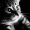 leaderkittey