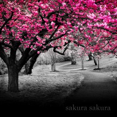 sakura sakura