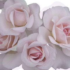 anne ❥