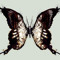 ANGEL'S LOVE :D