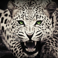 White Leopard