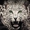 White Leopard
