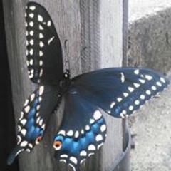 Stacey Elsbury McCullough