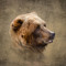 Grizzly Network