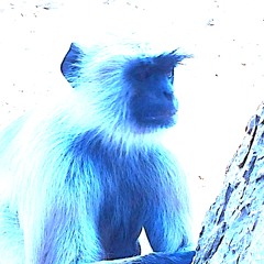Andreas F-Blue Monkey