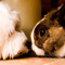 Rabbits.and.Dogs