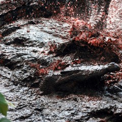 Charlie Edward Collins