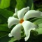 sheulyhaque1