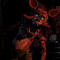foxy the pirate fox