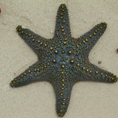 Dolphintour Zanzibar