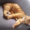 garfield_michelle